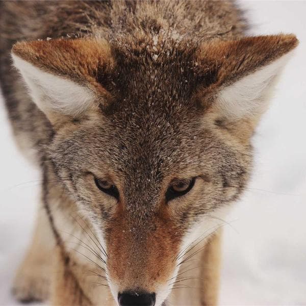 Majestic Gold Necklace 108 - View 1