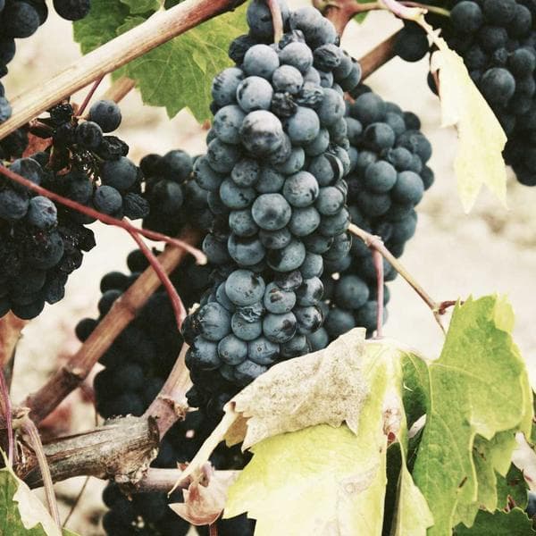 Graceful Drop Earrings 121 - View 1