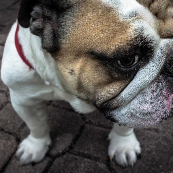 Royal Drop Earrings 127 - View 1