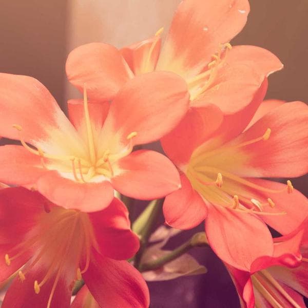 Graceful Charm Bracelet 132 - View 4