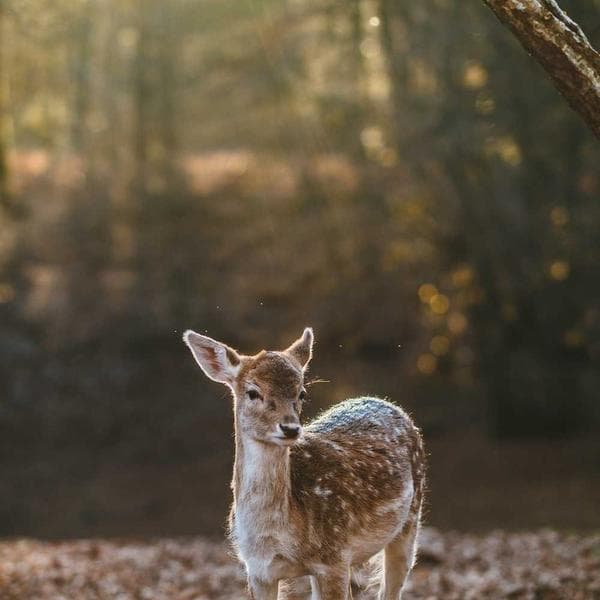 Classic Stud Earrings 135 - View 2