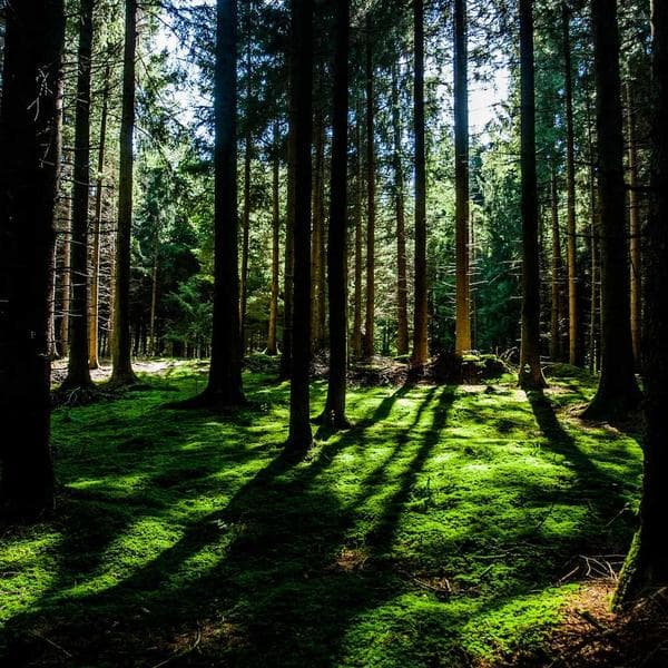 Royal Engagement Ring 151 - View 3