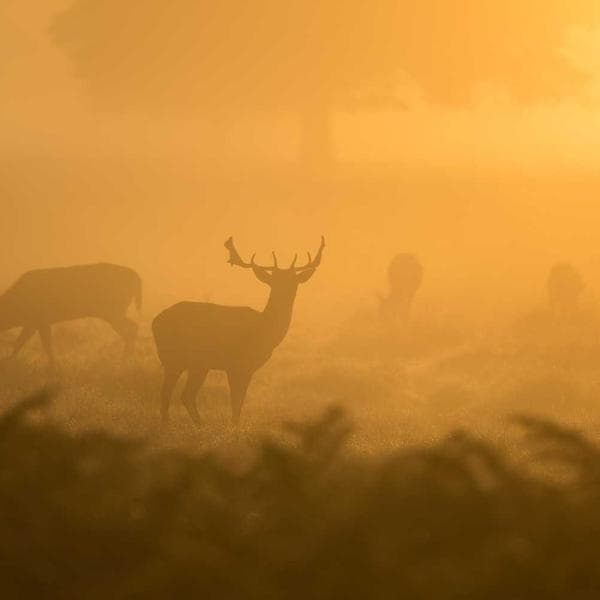 Majestic Diamond Ring 171 - View 3
