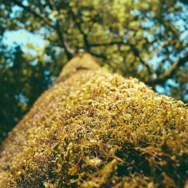 Radiant Gold Necklace 172 - View 2