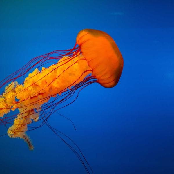 Brilliant Diamond Necklace 200 - View 4