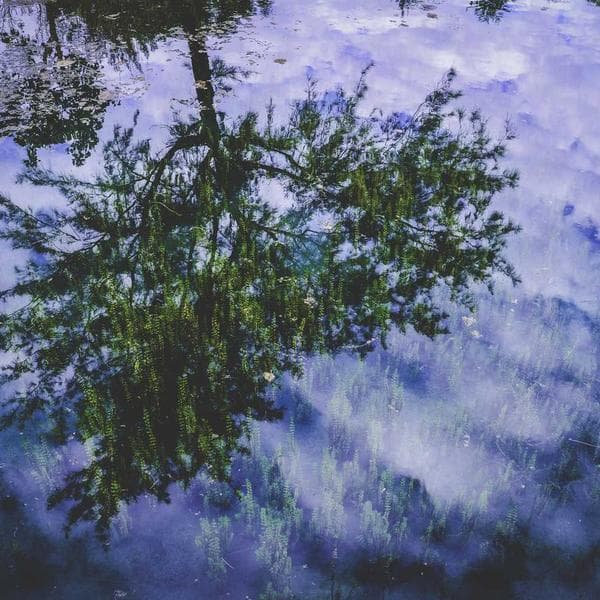 Majestic Gold Ring 218 - View 2