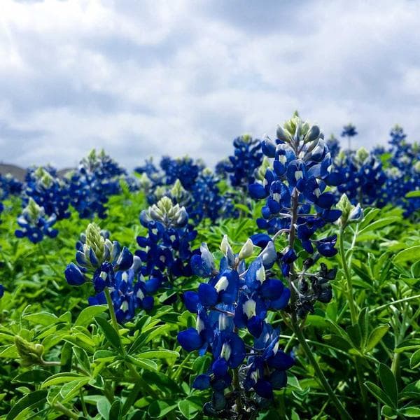 Royal Pendant Necklace 27 - View 4