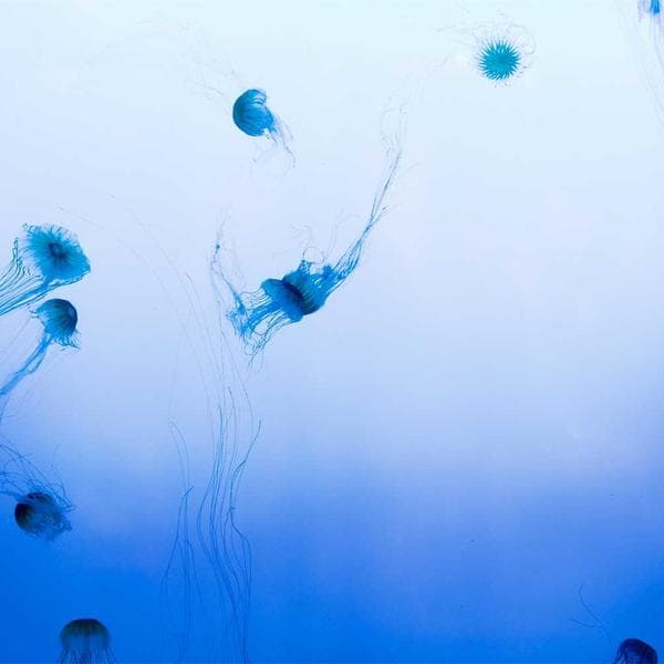 Graceful Drop Earrings 76 - View 4